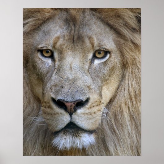 Volwassen mannelijke leeuw in de Sacramento-dieren Poster (Voorkant)