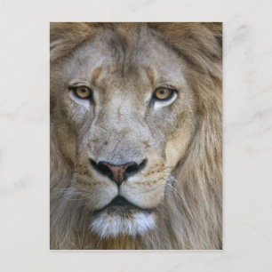 Volwassen mannelijke leeuw in de Sacramento Zoo, C Briefkaart