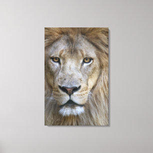 Volwassen mannelijke leeuw in de Sacramento Zoo, C Canvas Afdruk
