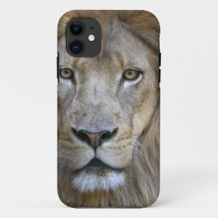 Volwassen mannelijke leeuw in de Sacramento Zoo, C Case-Mate iPhone Case