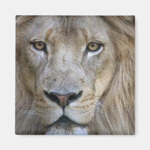 Volwassen mannelijke leeuw in de Sacramento Zoo, C Magneet