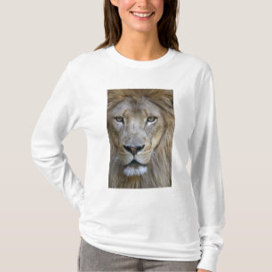 Volwassen mannelijke leeuw in de Sacramento Zoo, C T-shirt