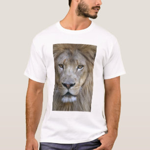 Volwassen mannelijke leeuw in de Sacramento Zoo, C T-shirt