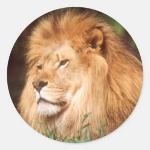 Volwassen mannelijke leeuw ronde sticker