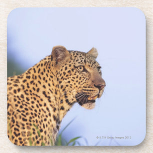 Volwassen mannelijke luipaard (Panthera pardus) Bier Onderzetter