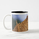 Volwassen mannelijke luipaard (Panthera pardus), r Tweekleurige Koffiemok (Links)