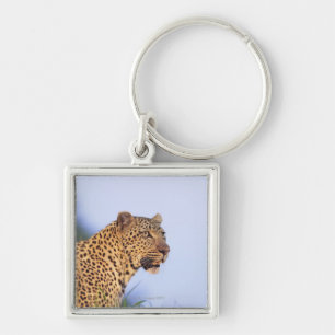 Volwassen mannelijke luipaard (Panthera pardus) Sleutelhanger