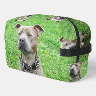 Volwassen mannelijke Staffordshire Bull Terrier zi Toilettasje