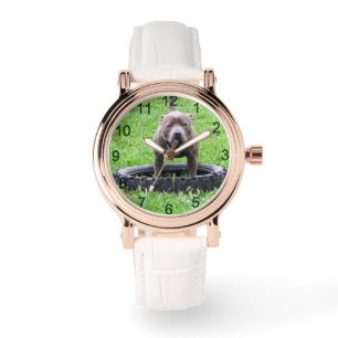 Volwassen mannelijke Staffordshire Terrier klaar o Horloge