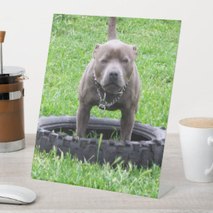 Volwassen mannelijke Staffordshire Terrier klaar o Reclamebord Met Voetstuk