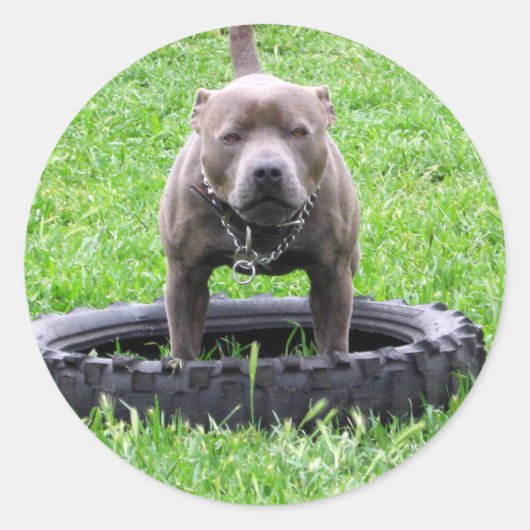 Volwassen mannelijke Staffordshire Terrier klaar o Ronde Sticker (Voorkant)