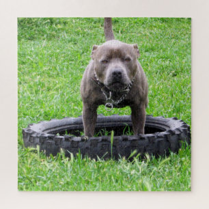Volwassen reu Staffordshire Terrier klaar om te sp Legpuzzel