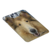 Volwassen ruw collie magneet (Rechterzijde)