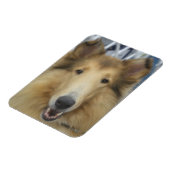 Volwassen ruw collie magneet (Linkerzijde)