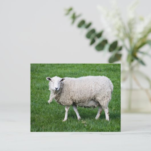 Volwassen schapen briefkaart (Staand voorkant)