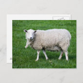 Volwassen schapen briefkaart (Voorkant / Achterkant)