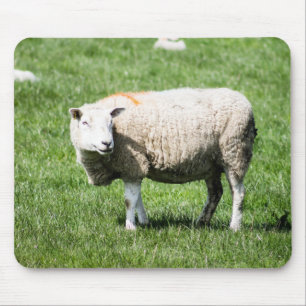 Volwassen schapen muismat