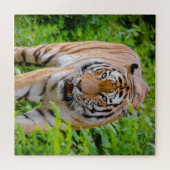 Volwassen tijger die zich voortplant onder heldere legpuzzel (Horizontaal)