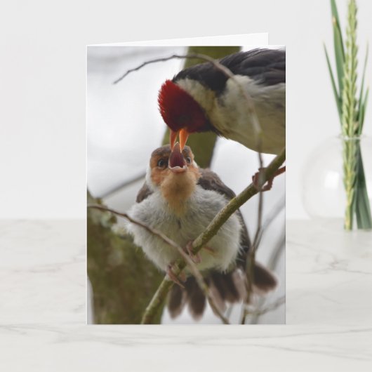 Volwassen voedende Jongere geel-Gefactureerde Kaart (Voorkant)