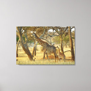 Volwassen vrouwelijke en jonge giraffe, Giraffa Canvas Afdruk