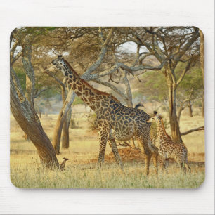Volwassen vrouwelijke en jonge giraffe, Giraffa Muismat