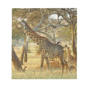 Volwassen vrouwelijke en jonge giraffe, Giraffa Notitieblok