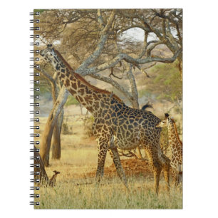 Volwassen vrouwelijke en jonge giraffe, Giraffa Notitieboek