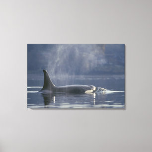 Volwassen vrouwelijke orka (Orcinus orca), Puget Canvas Afdruk