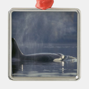 Volwassen vrouwelijke orka (Orcinus Orca), Puget Metalen Ornament
