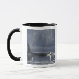 Volwassen vrouwelijke orka (Orcinus Orca), Puget Mok