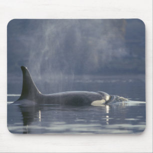 Volwassen vrouwelijke orka (Orcinus Orca), Puget Muismat