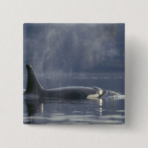 Volwassen vrouwelijke orka (Orcinus orca), Puget Vierkante Button 5,1 Cm