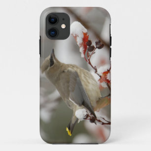 Volwassen zijdevink op meidoorn met sneeuw Case-Mate iPhone case