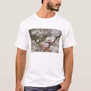 Volwassen zijdevink op meidoorn met sneeuw t-shirt