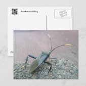 Volwassen zwarte, op leder afgestemde bogen briefkaart (Voorkant / Achterkant)