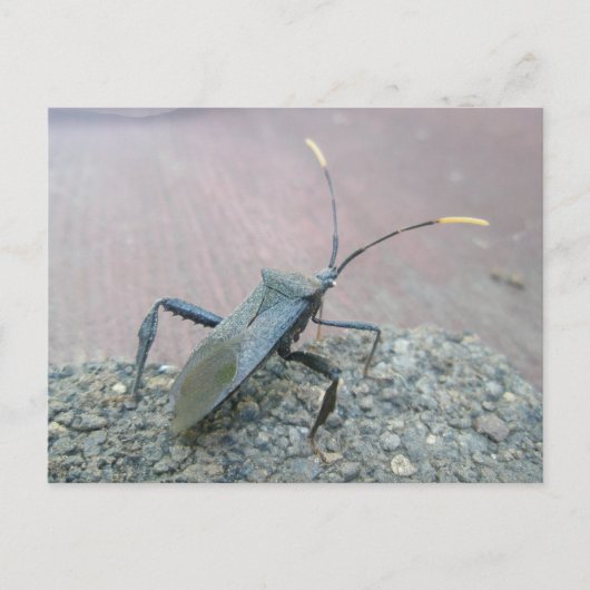 Volwassen zwarte, op leder afgestemde bogen briefkaart (Voorkant)