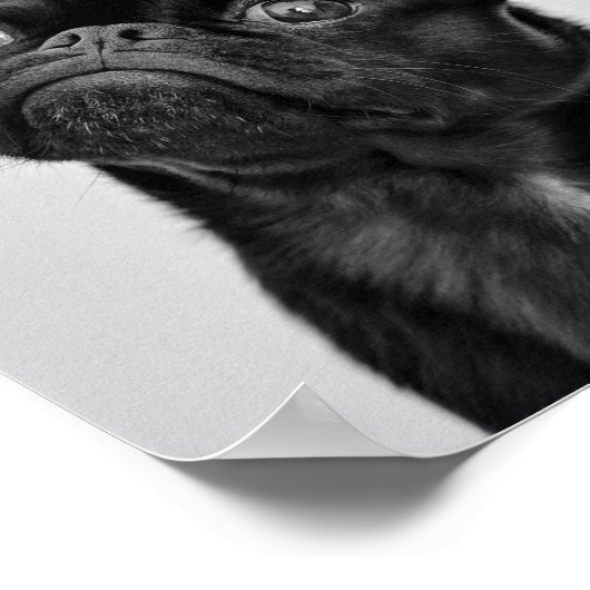 Volwassen zwarte pug poster (Hoek)