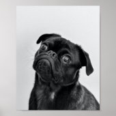 Volwassen zwarte pug poster (Voorkant)
