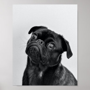 Volwassen zwarte pug poster