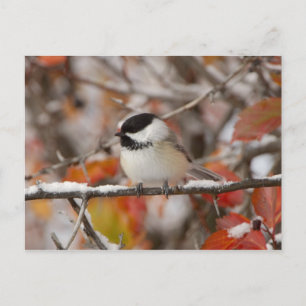 Volwassen zwartkapmees in sneeuw briefkaart