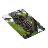 Volwassenen met Barred Owl Magneet (Rechterzijde)