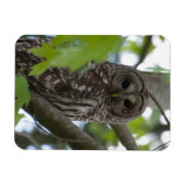 Volwassenen met Barred Owl Magneet (Horizontaal)