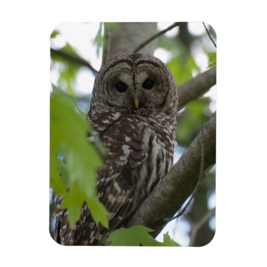 Volwassenen met Barred Owl Magneet (Verticaal)