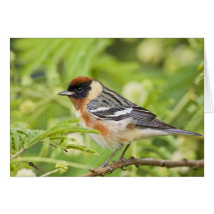 Volwassenen met de baai van Warbler (Dendroica cas