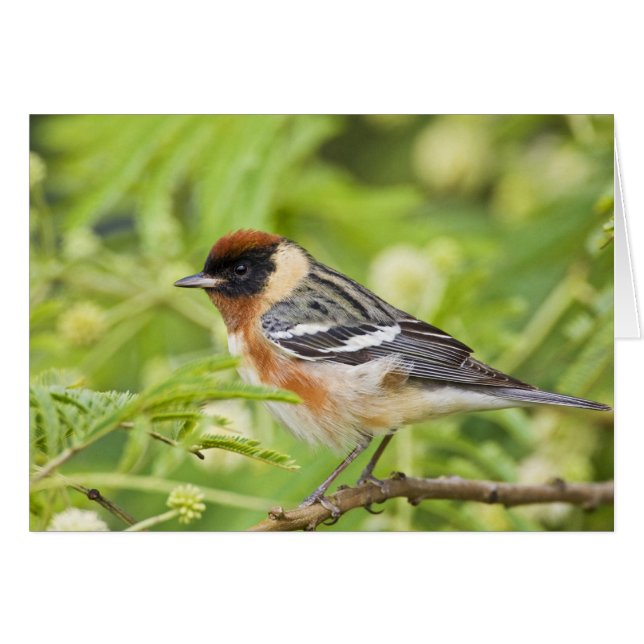 Volwassenen met de baai van Warbler (Dendroica cas (Voorkant Horizontaal)