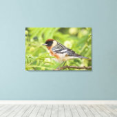 Volwassenen met de baai van Warbler (Dendroica cas Canvas Afdruk (Insitu (Houten vloer))