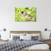 Volwassenen met de baai van Warbler (Dendroica cas Canvas Afdruk (Insitu (Slaapkamer))