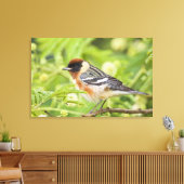 Volwassenen met de baai van Warbler (Dendroica cas Canvas Afdruk (Insitu (Woonkamer))