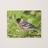 Volwassenen met de baai van Warbler (Dendroica cas Legpuzzel (Horizontaal)