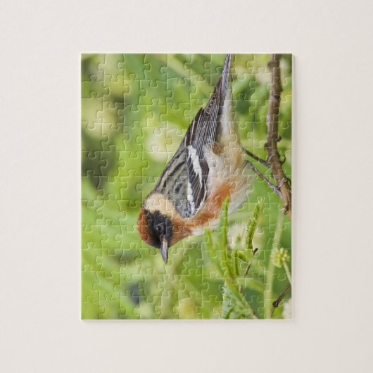 Volwassenen met de baai van Warbler (Dendroica cas Legpuzzel (Verticaal)